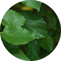 Sierboom online kopen | Morus Alba | Gardline